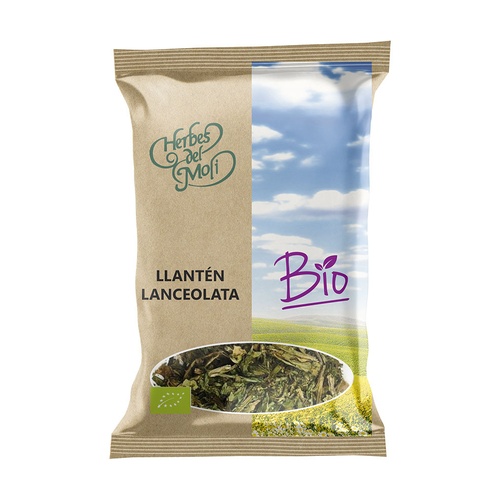 Llantén