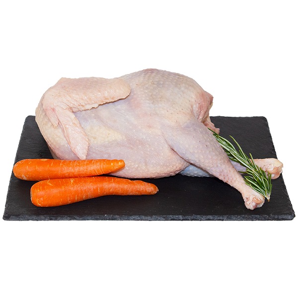 Gallina